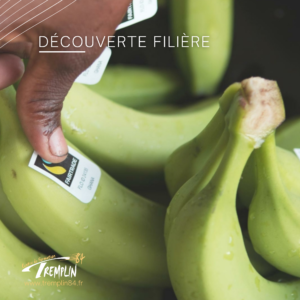 Une mûrisserie de banane